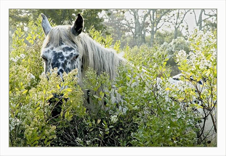 BLOG-DSC_2098-cheval blanc & baccharis plaines du Teich BLOG-DSC_2098-cheval blanc & baccharis plaines du Teich