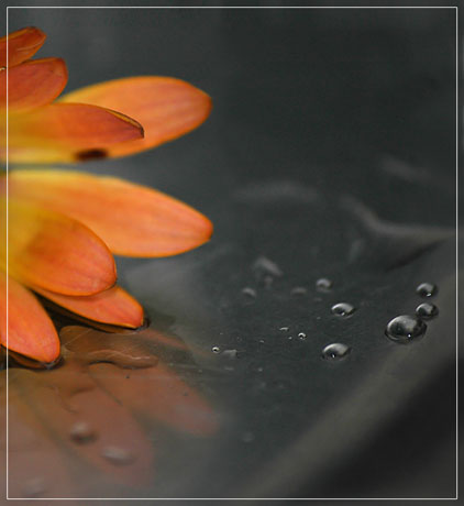 BLOG-DSC_5907-osteospermum après la fonte