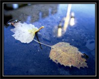 BLOG-IMG_1893-feuilles & reflet