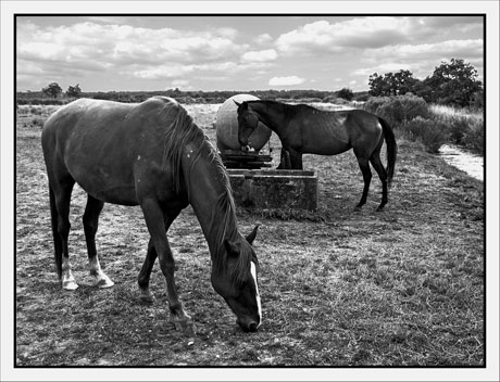 BLOG-IMG_5526-chevaux plaines du Teich BLOG-IMG_5526-chevaux plaines du Teich