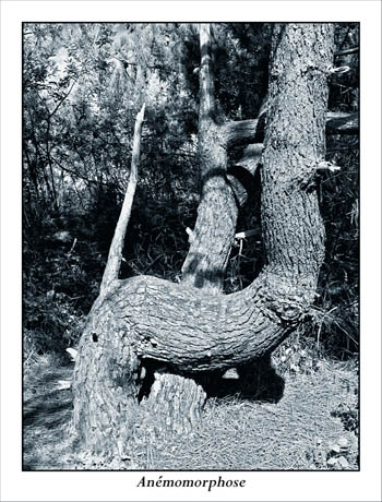 BLOG-IMG_0937-anémomorphose