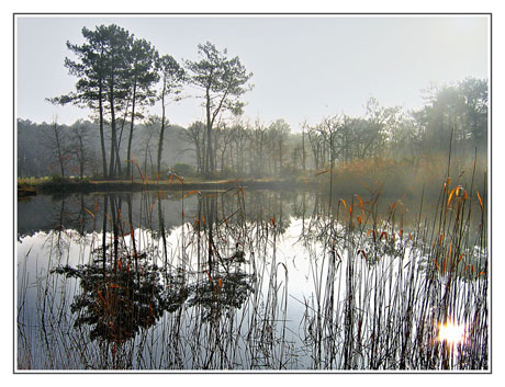 BLOG-IMG_2646-étang du Teich contrejour