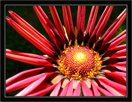 BLOG-IMG_4513-coeur de gazania corail