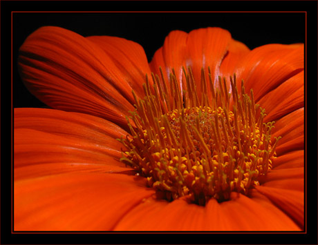 BLOG-IMG_4514-coeur de gazania orange