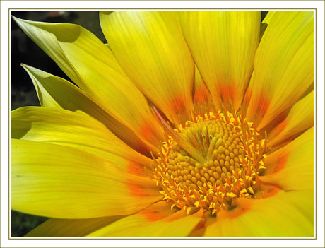 BLOG-IMG_4537-coeur de gazania jaune