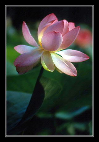 blog-83-diapo-lotus.jpg
