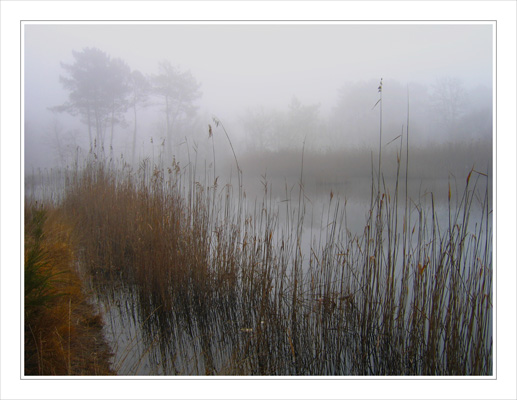BLOG-IMG_2691-brume roseaux et pins étang BLOG-IMG_2691-brume roseaux et pins étang