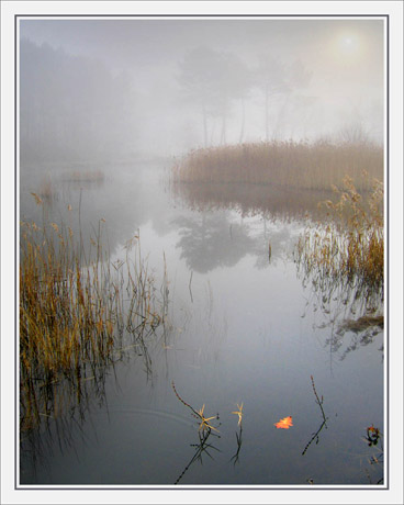 BLOG-IMG_2700-feuille sur l'étang du Teich