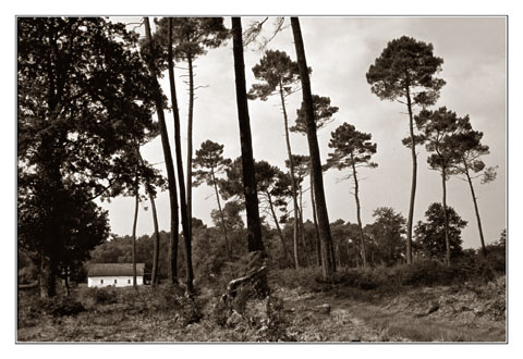 blog2-81-img1212-foret-lot-et-garonne-sepia.jpg