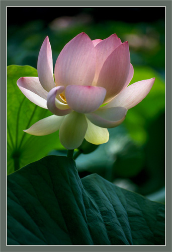 blog2-83-img1893-lotus.jpg