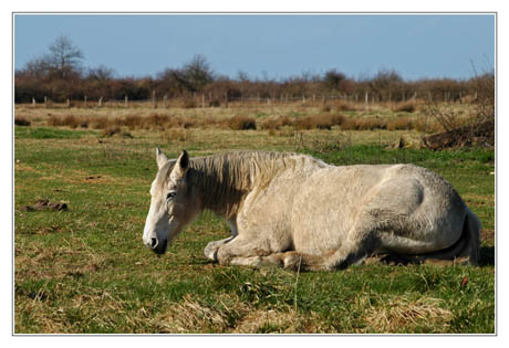 BLOG-DSC_1082-cheval blanc BLOG-DSC_1082-cheval blanc