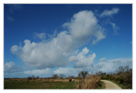 BLOG-DSC_1084-sentier vers Gujan