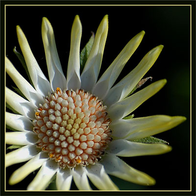 BLOG-DSC_1347-coeur jaune 2