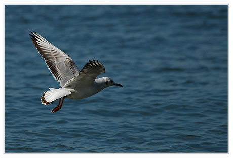 BLOG-DSC_1474-vol mouette