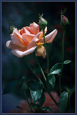 blog2-81-img1695-rose.jpg