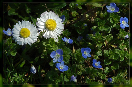 BLOG-DSC_1597-rec-pâquerettes et fleurettes bleues