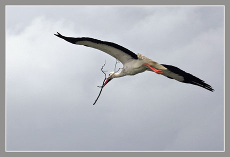 BLOG-DSC_1626-vol cigogne brindille