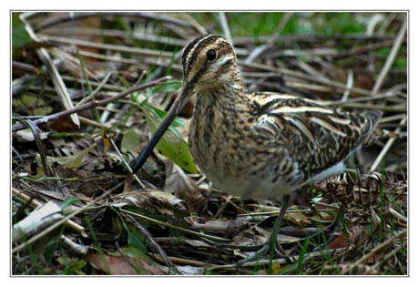 BLOG-DSC_1695-rec-bécassine des marais BLOG-DSC_1695-rec-bécassine des marais