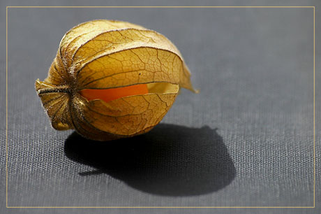 BLOG-DSC_1854-amour en cage toile grise