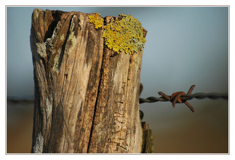 BLOG-DSC_1941-piquet et barbelé parc