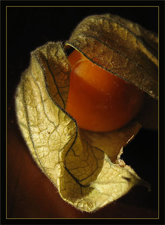 BLOG-IMG_0081-amour en cage