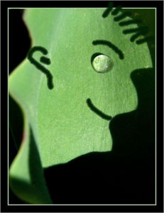 BLOG-IMG_3139-rosée sur feuille de tulipe retouchée Contexte-Photos BLOG-IMG_3139-rosée sur feuille de tulipe retouchée Contexte-Photos