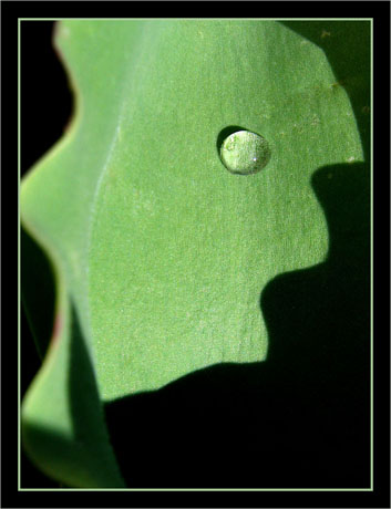 BLOG-IMG_3139-rosée sur feuille de tulipe