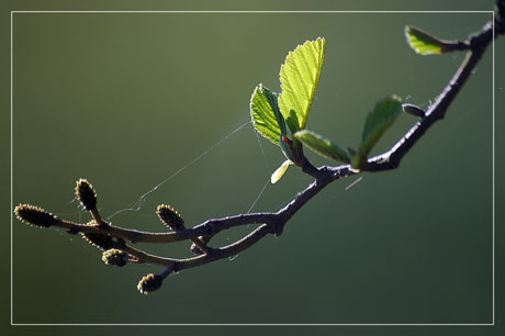 BLOG-DSC_1974-jeune feuille