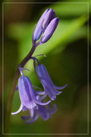 BLOG-DSC_1979-clochettes mauves