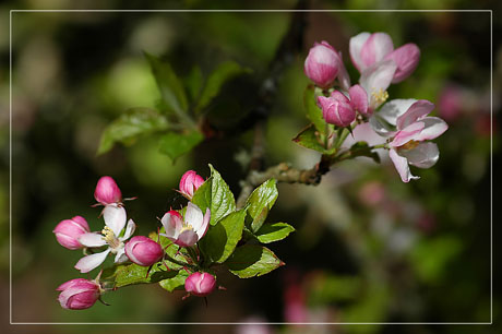 BLOG-DSC_1983-branche fleurie