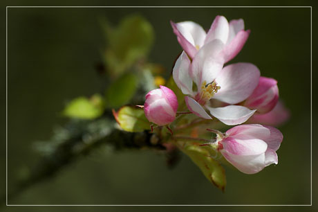 BLOG-DSC_1984-branche fleurie