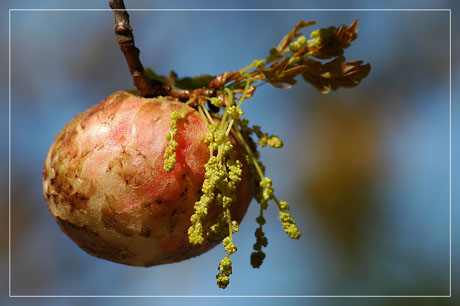 BLOG-DSC_2019-fruit défendu