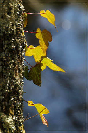 BLOG-DSC_2037-lierre tronc