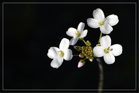 BLOG-DSC_2127-fleurs blanches 2