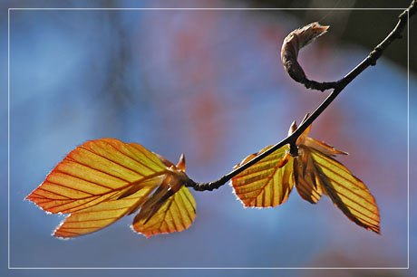 BLOG-DSC_2180-branche hêtre