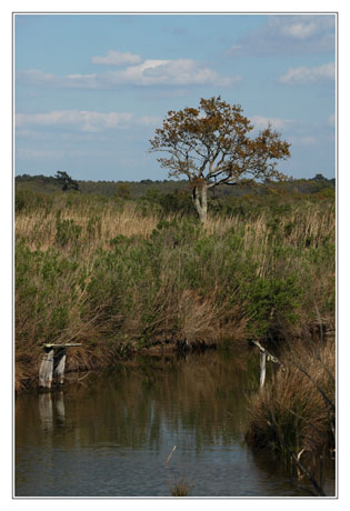 BLOG-DSC_2237-chenal et chêne