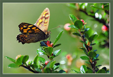 BLOG-DSC_2316-rec-papillon sur  cotonéaster