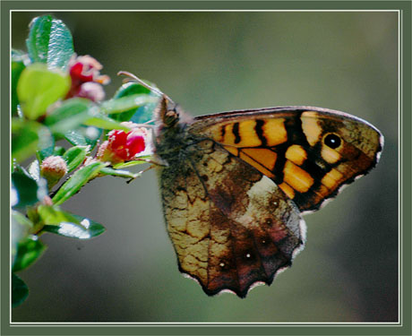 BLOG-DSC_2317-papillon sur  cotonéaster
