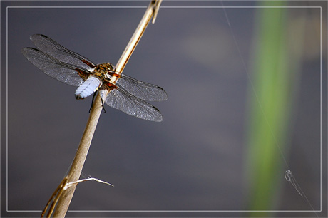 BLOG-DSC_2329-insecte bleu