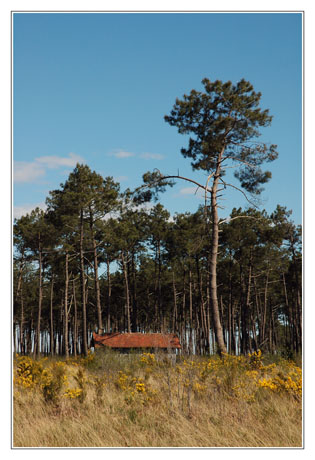 BLOG-DSC_2356-forêt et cabane