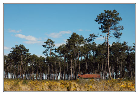 BLOG-DSC_2357-forêt et cabane 2