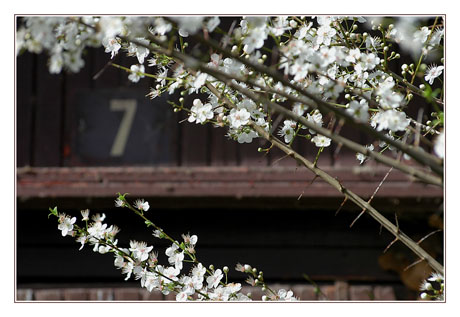 BLOG-DSC_5051-7 et fleurs port des Tuiles