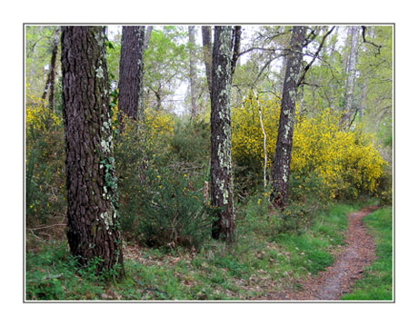 BLOG-IMG_0107-sentier forêt et genêts 2