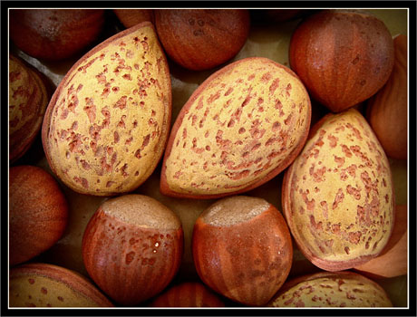 BLOG-IMG_0780-amandes,noisettes