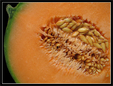 BLOG-Img_1057-melon