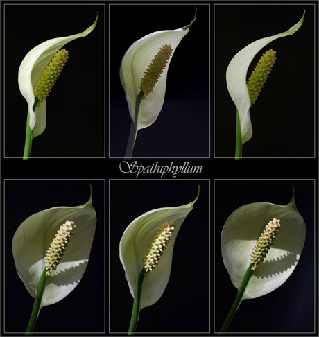 BLOG-2 triptyques -spathiphyllum