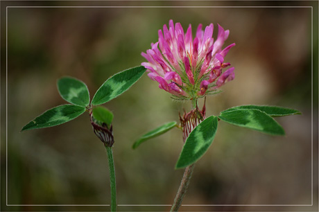 BLOG-DSC_2347-trèfle