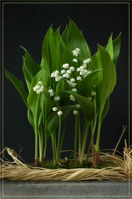 BLOG-DSC_2396-pot muguet