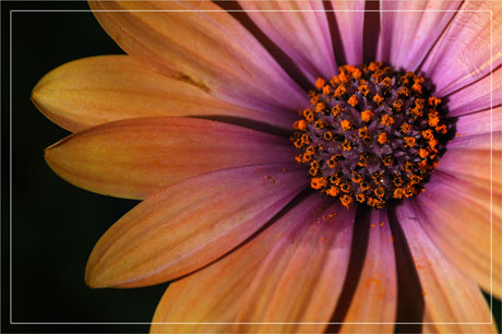 BLOG-DSC_2408-coeur osteospermum