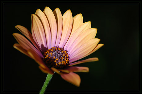 BLOG-DSC_2410-osteospermum soleil